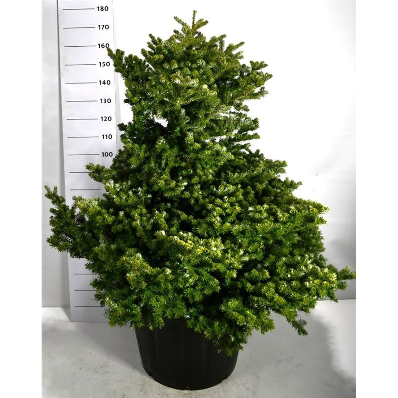 Koreagran – Abies k. 'Molli' - C130 80-100 CM
